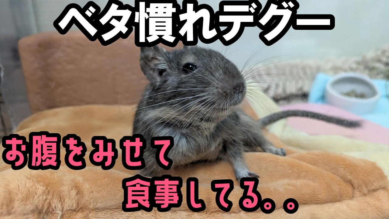 【デグー】ベタ慣れデグーがお腹を見せるようになった！下半身麻痺ペットの闘病