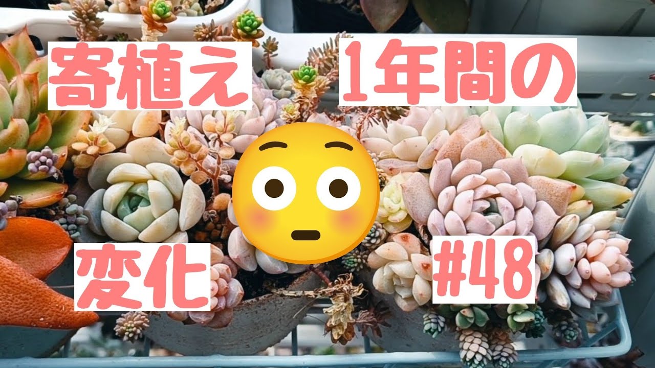 可愛い♡寄植え、1年間の変化を比べてみた！