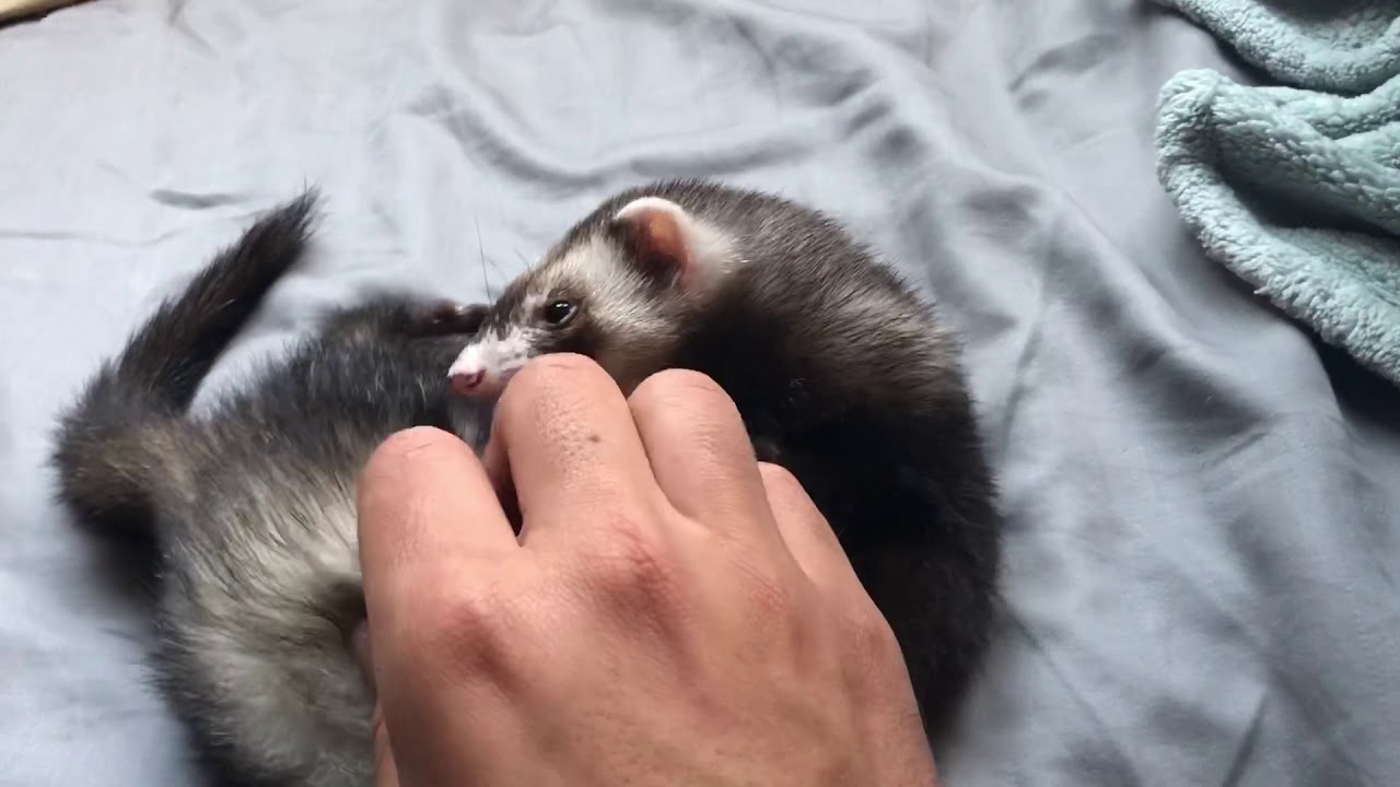 Loud Ferret Noises