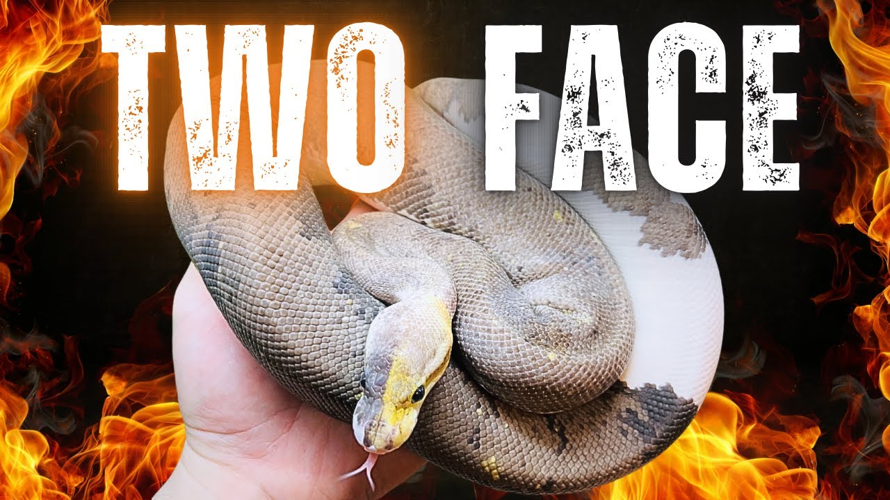 „Two-Face“ Königspython überrascht alle!