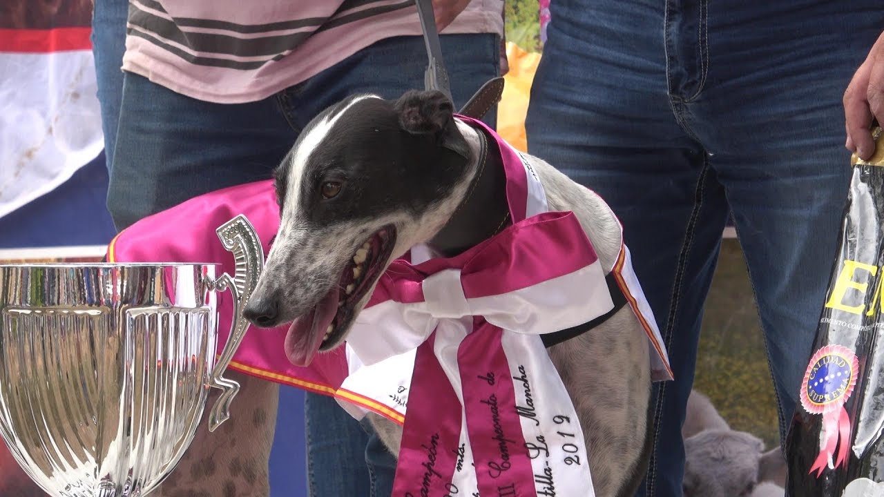 XXXIII Campeonato de Castilla La Mancha de Galgos en Recta