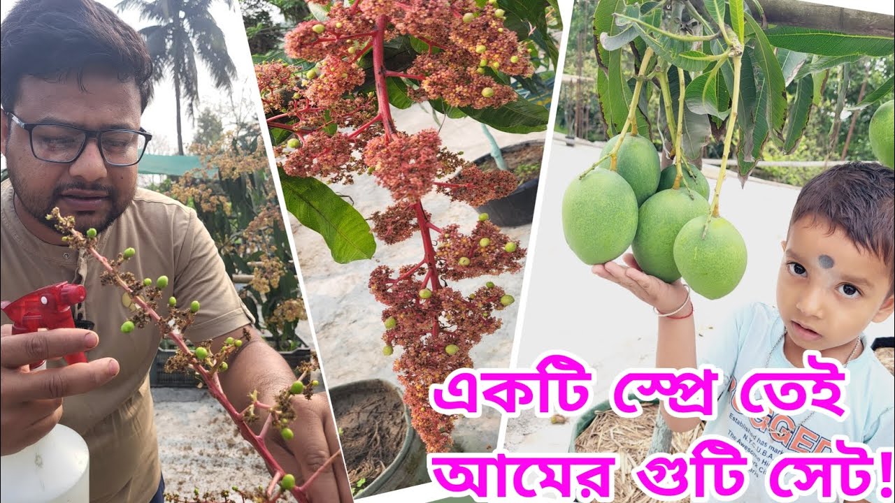 🔥একটি স্প্রে আমের গুটি ঝরে পরা বন্ধ । #garden #mango #rupaligarden @greenfriends8901 