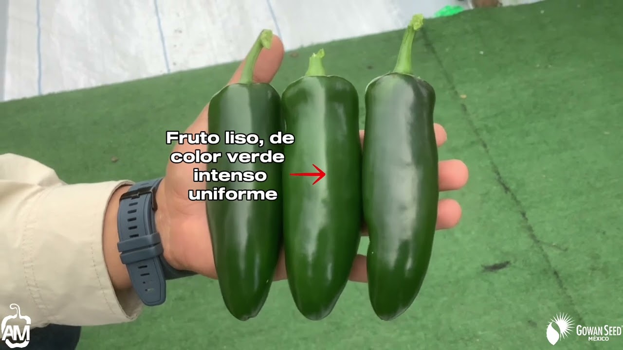 Jalapeño Catarino