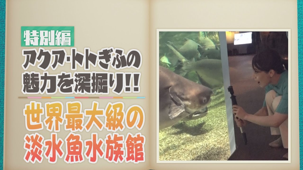「さかなのおにいさん」徹底解説！ 世界最大級の淡水魚水族館 アクア・トトぎふ【どうぶつZOO鑑】2023年8月11日放送