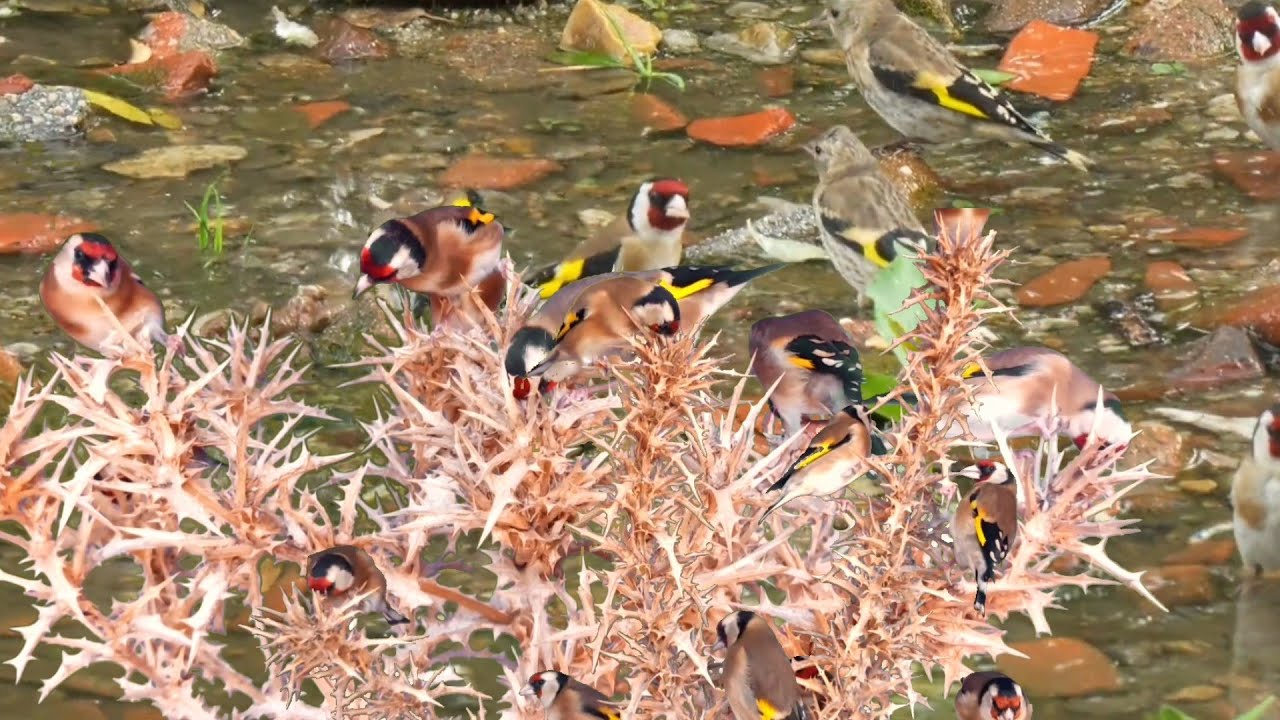 بتبتة حسون الشوك بتبتة جماعية فعالة  في تحفيز الحسون على التغريد goldfinch stimulation