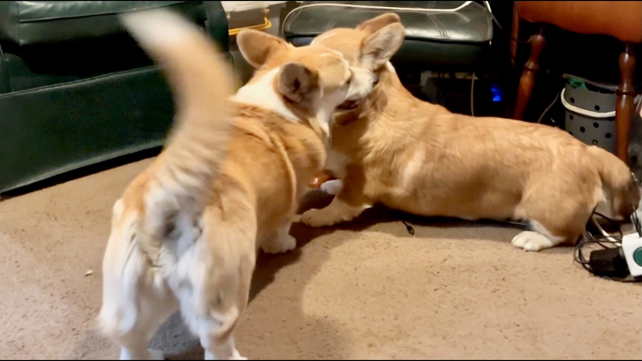Morning play time