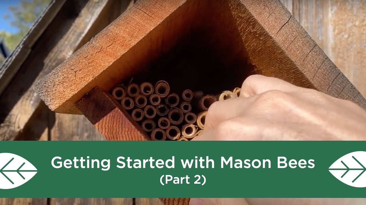 Getting Started with Mason Bees - Part 2