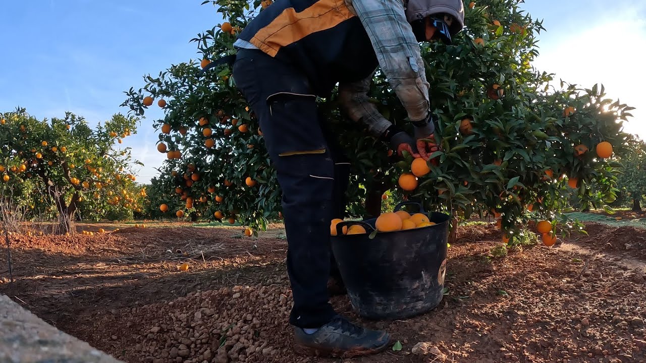 Campaña Cítrica 🍊 Cortando Naranja pequeña Salustiana y llenando capazos 🧡