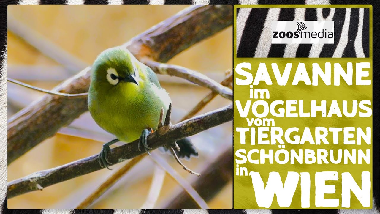 Tiergarten Schönbrunn: SAVANNE im Vogelhaus | zoos.media