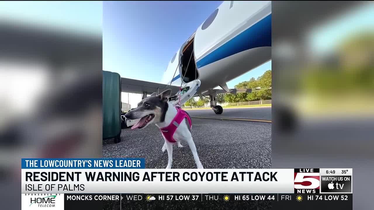 VIDEO: Isle of Palms coyote attack kills family dog, prompting resident warning