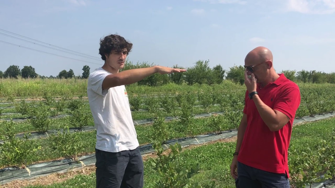 Scopriamo Mirtilli e Goji