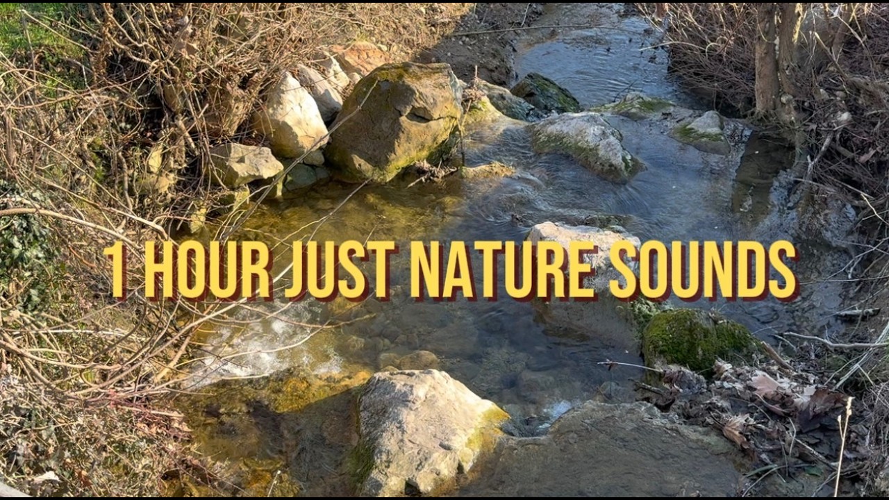 If u CAN’T SLEEP watch this 😴 - 1H Nature Sounds 🐤🏞️ #notalking - LeriBee #asmr