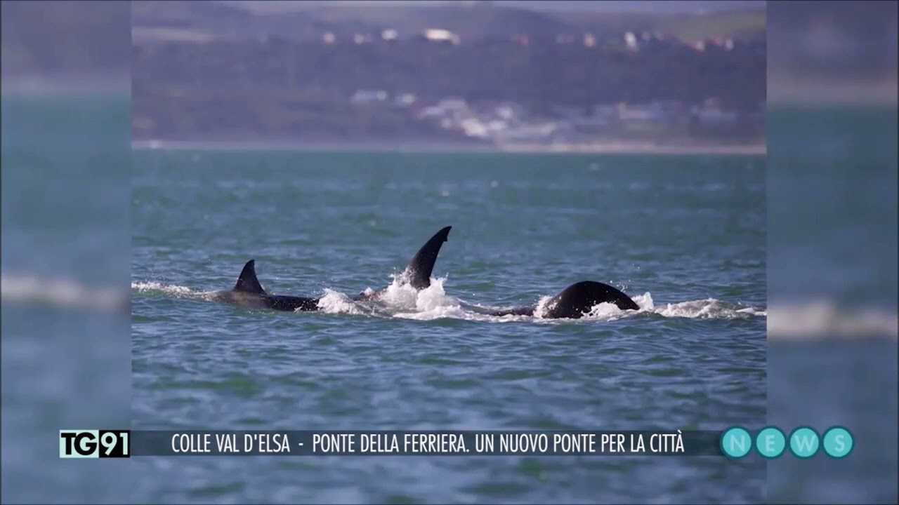 Intervista promossa dall'Università di Siena su TG91 al Prof. Micarelli - Orca vs Squalo bianco