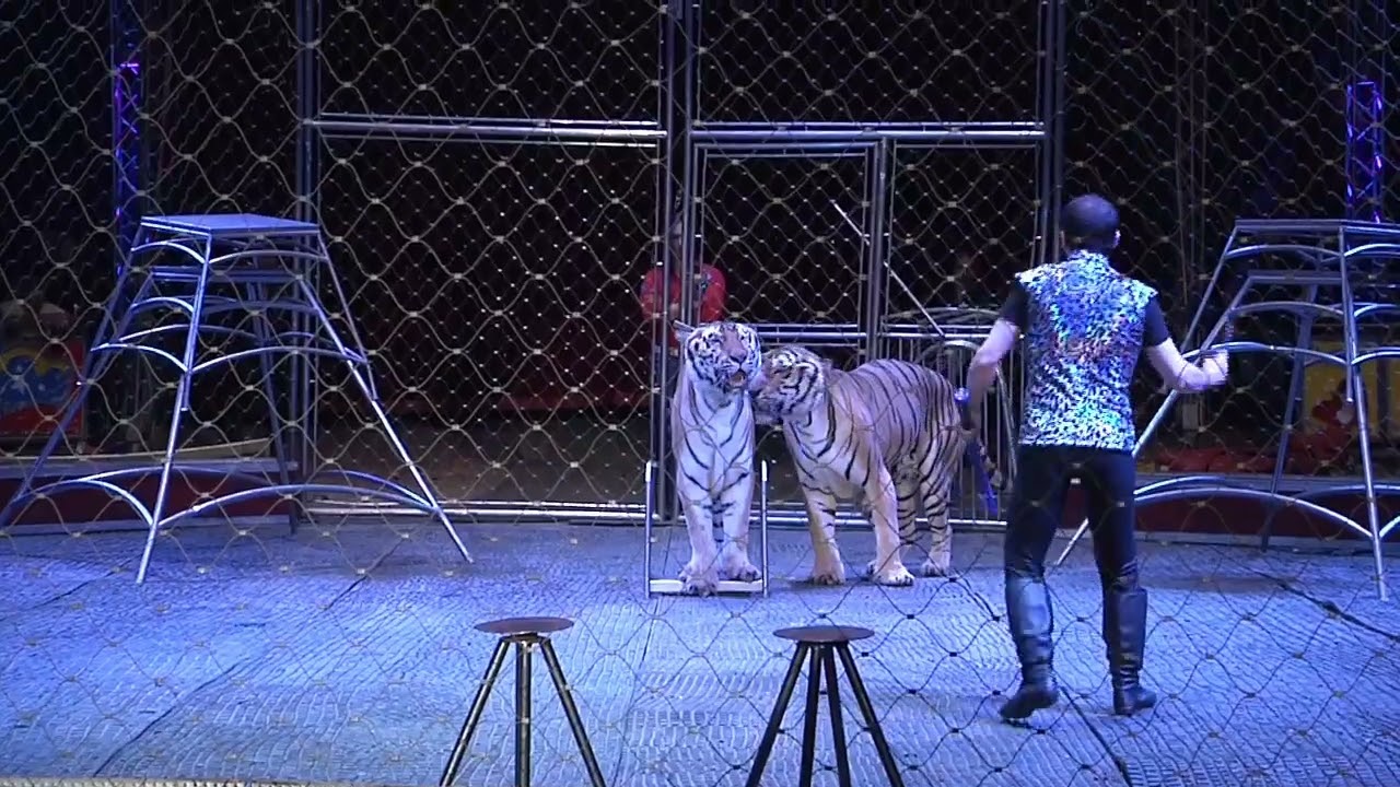VALENTINO Y SUS TIGRES 🐅