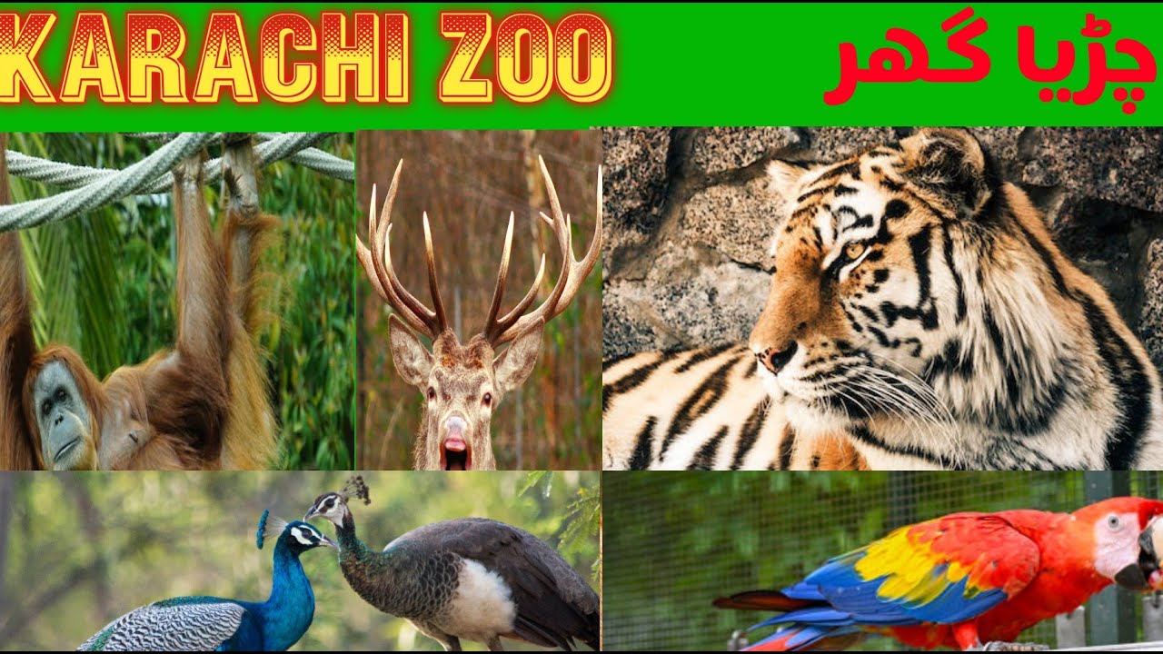 Karachi Zoo garden - چڑیا گھر In Urdu/Hindi
