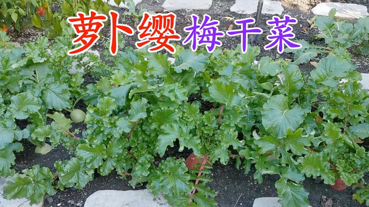 千万别扔啊 用萝卜缨做成梅干菜好吃的不得了 Radish leaves