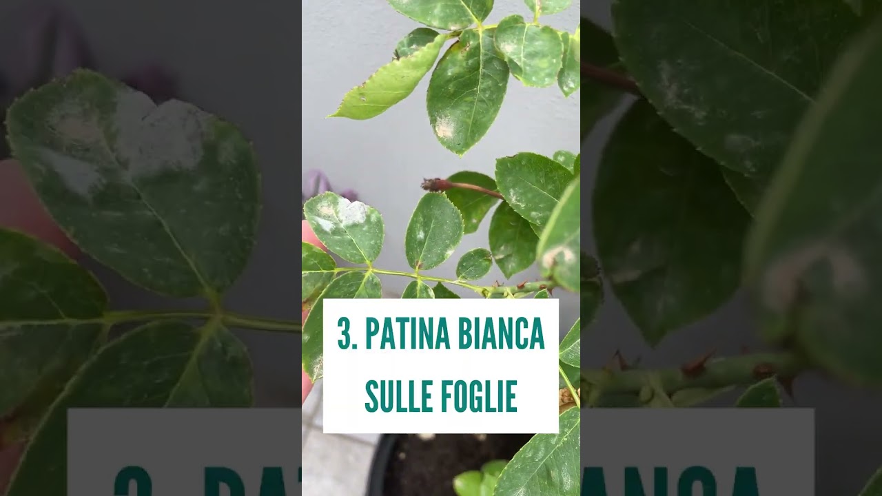 Fai attenzione a questi 4 Problemi comuni delle ROSE