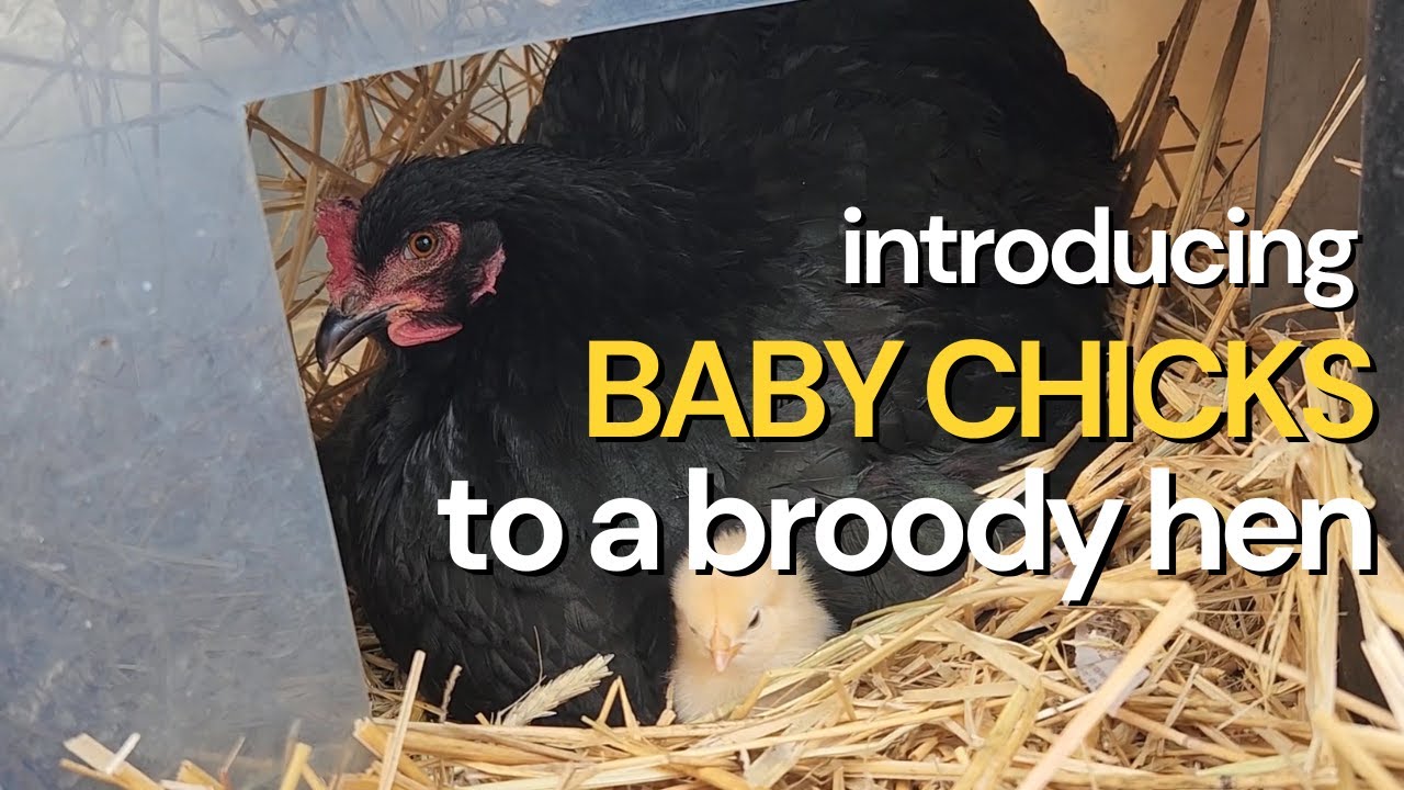 Introducing Baby Chicks To Broody Hens