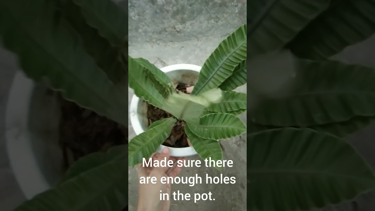 Plant care of my Silver wing fern. 🌿 #plantcare #ferns #planthobby #plants #shorts