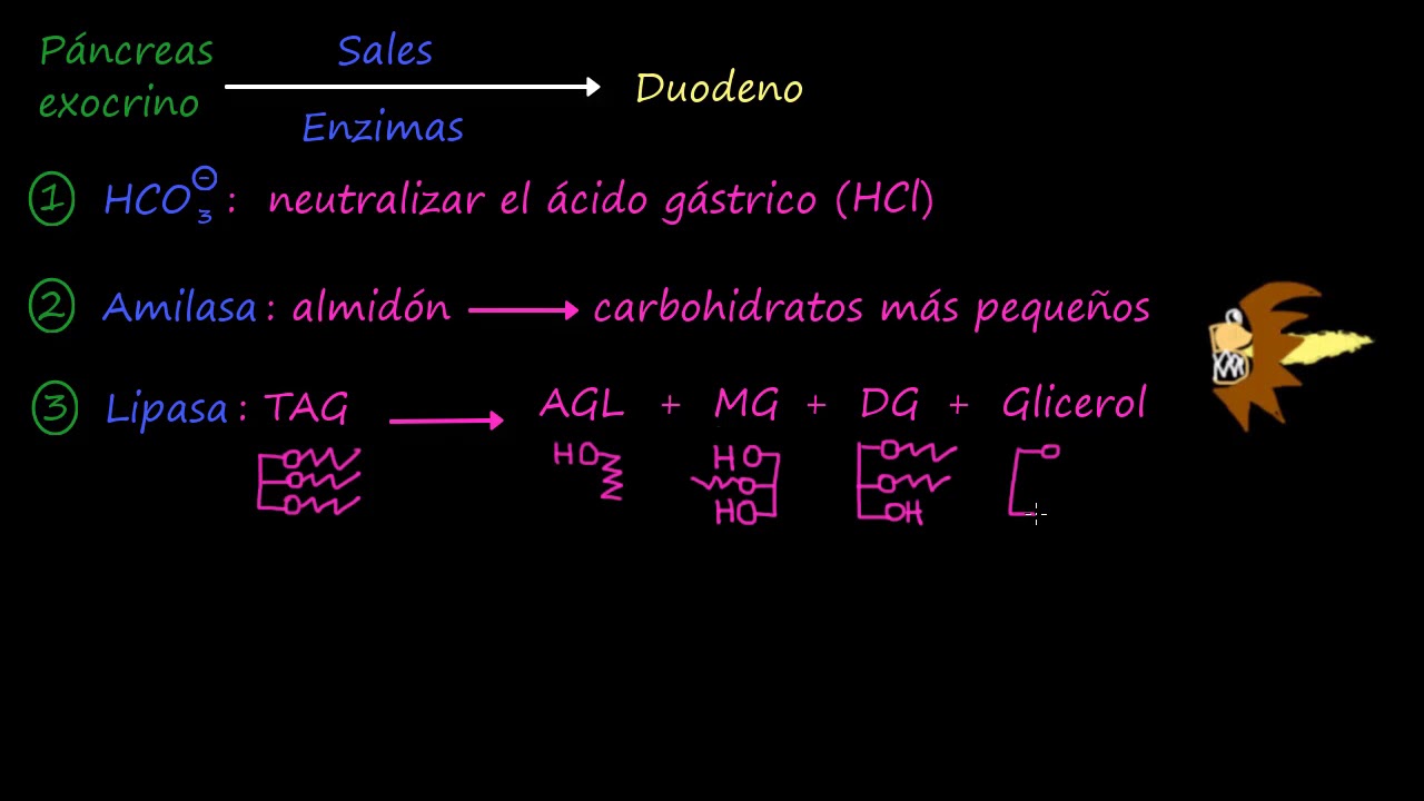 Páncreas exocrino | Fisiología del sistema gastrointestinal | Khan Academy en Español
