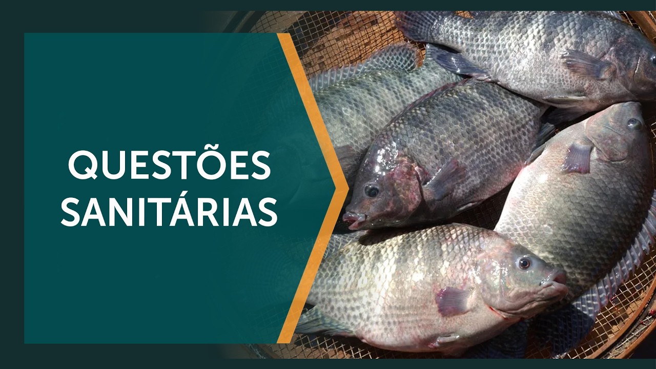 Riscos podem acarretar na importação da tilápia