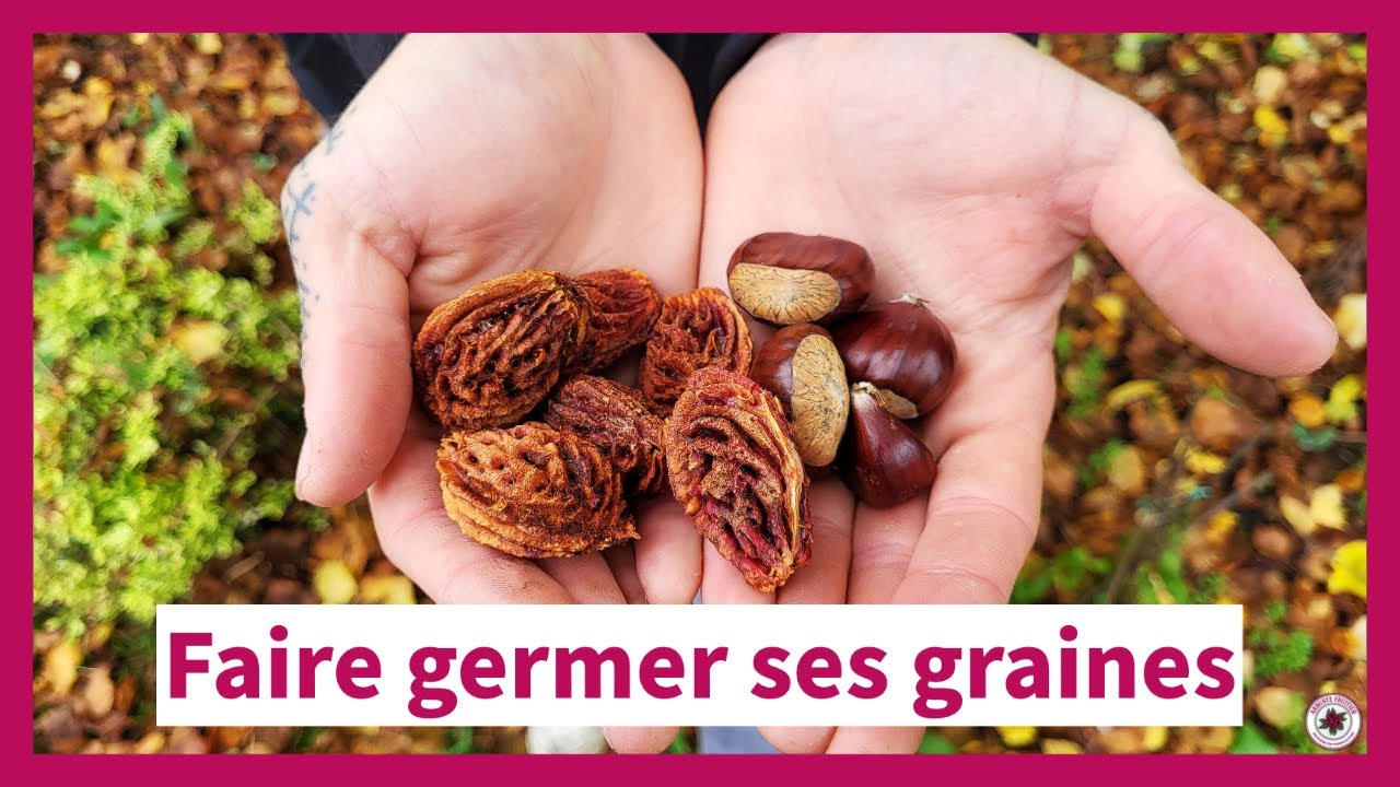 Comment faire germer des noyaux et des pépins ? (Stratification et Scarification)