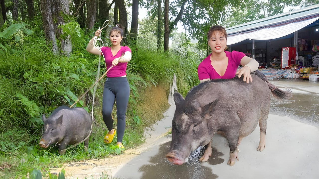 Bring 80Kg Pig Goes To Market Sell After 6 Months Of Raising - Buy Piglets To Raise - New Life