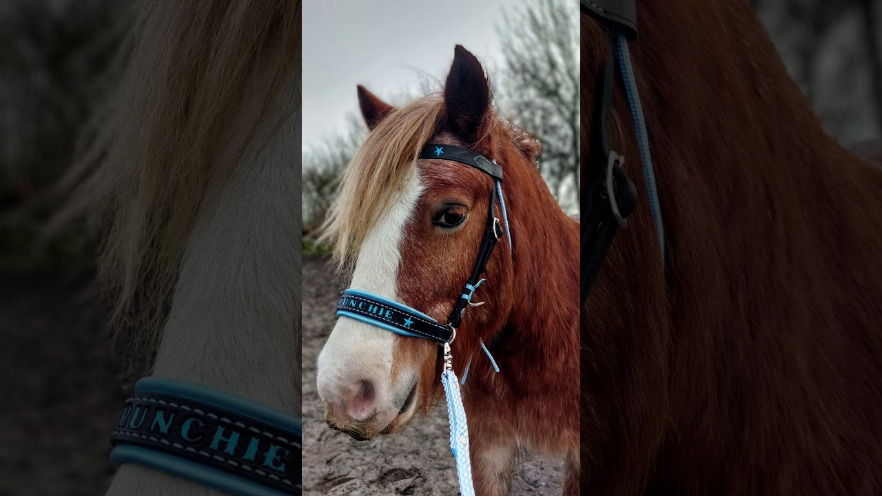 Crunchie has a custom sidepull from @ExclusiveBitlessWestern 🩵🖤🩵 #cutepony #sidepull #horselife #