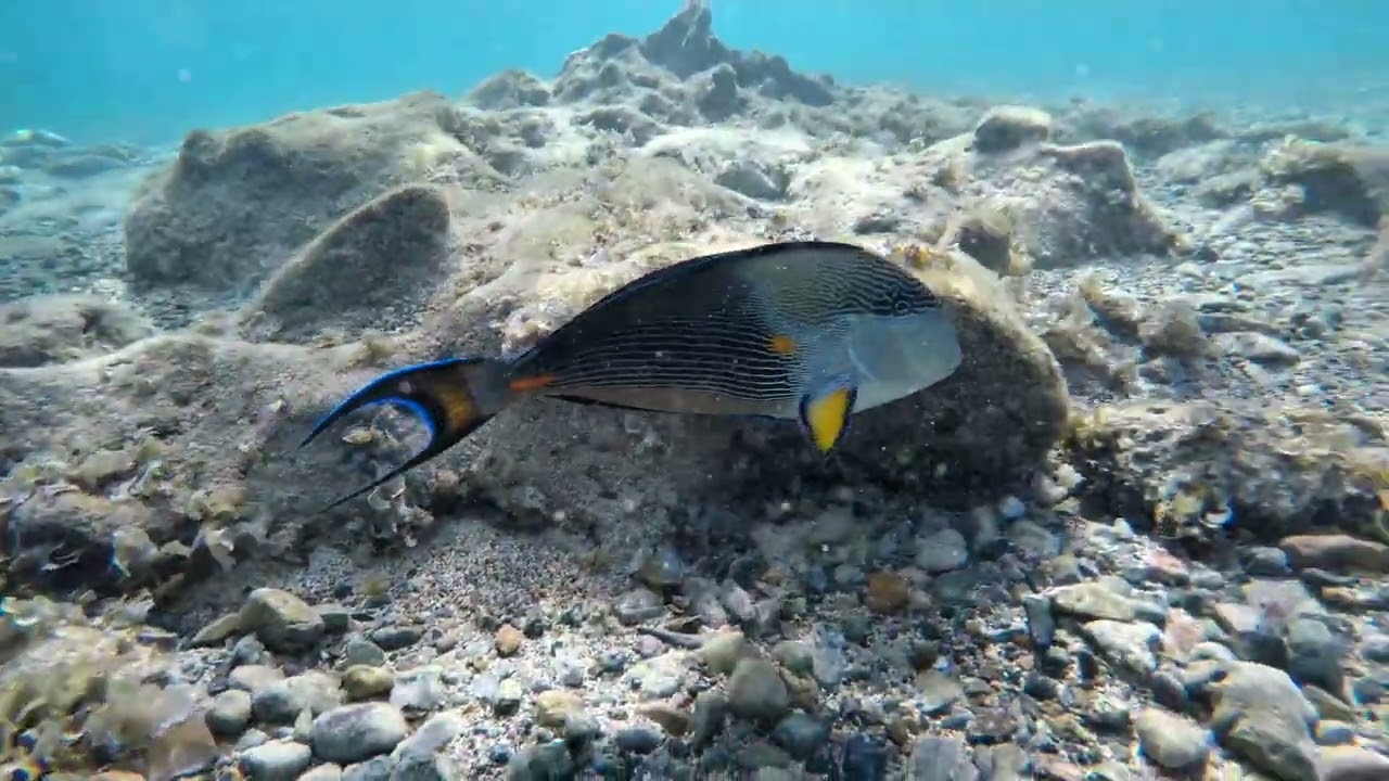 💙🐟Meet the Sohal Surgeonfish a true  reef guardian🤿 strong attitude, and pure Red Sea energy 🐟