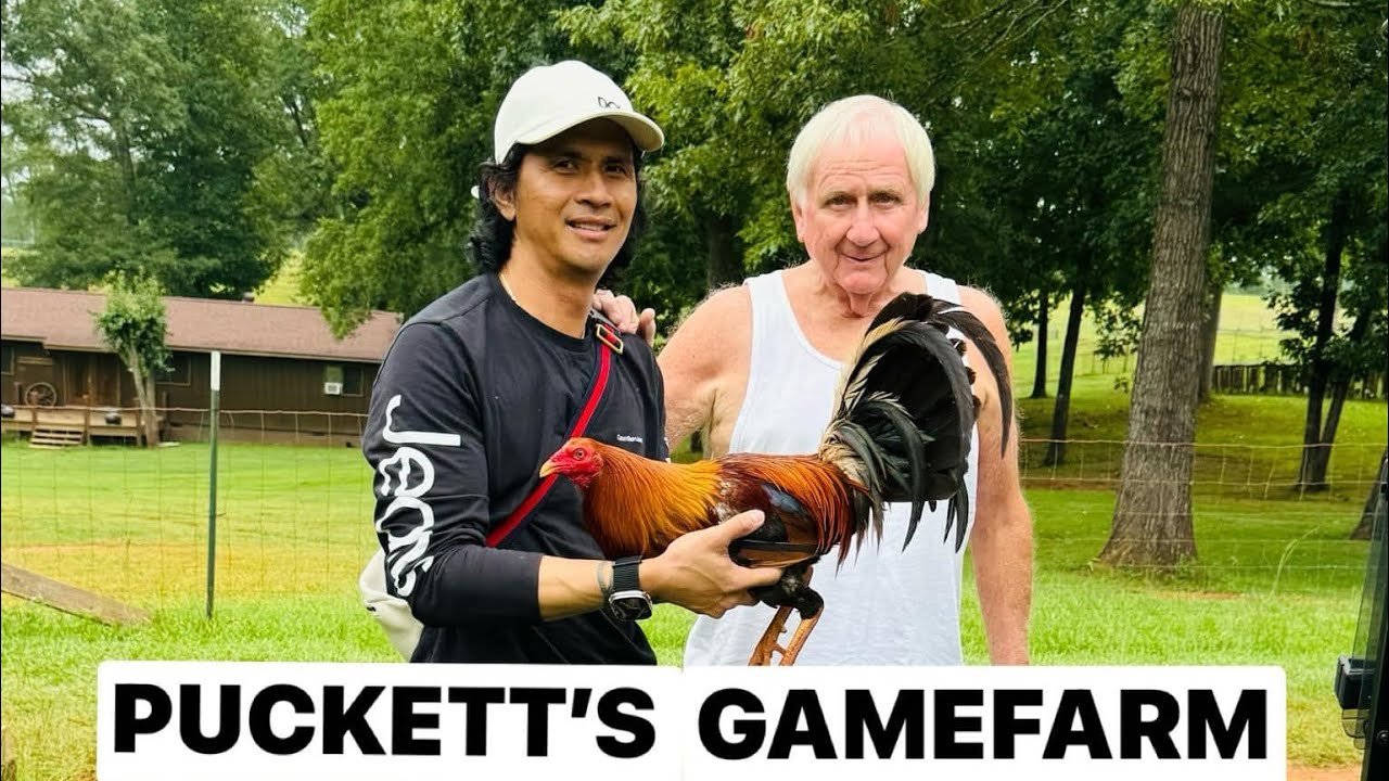 P U C K E T T ‘ S | ИГРОВАЯ ФЕРМА!