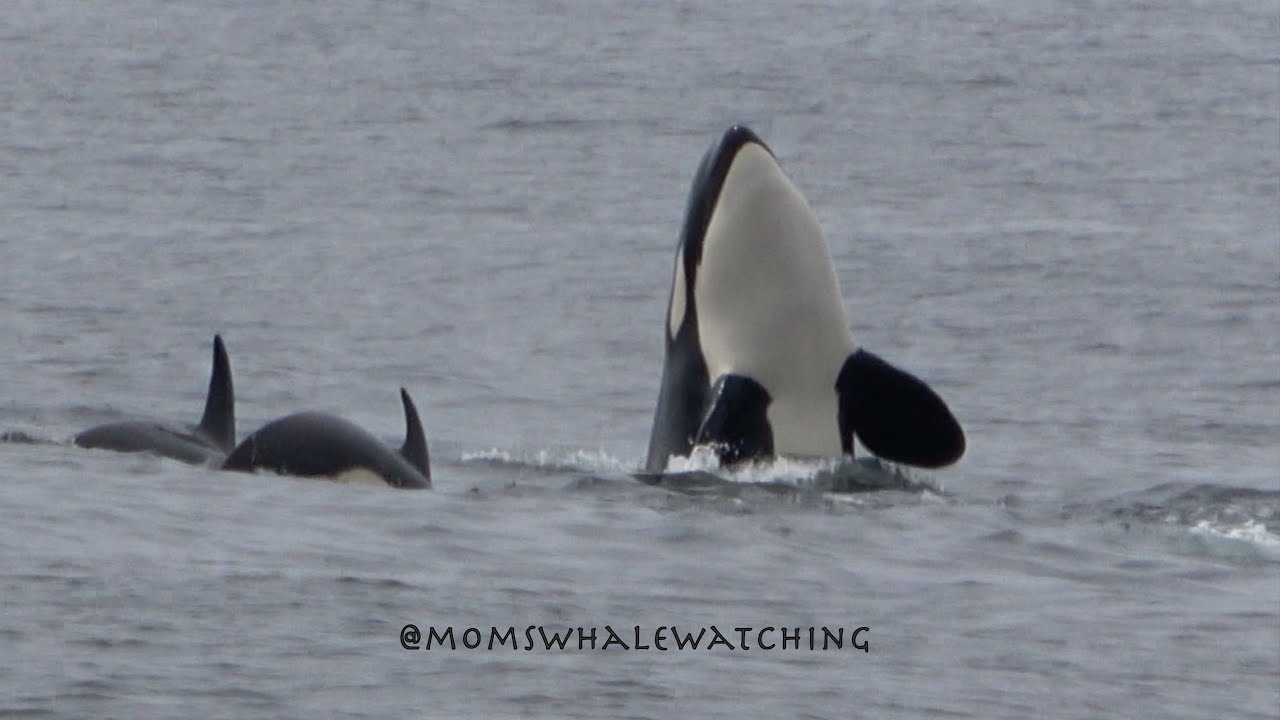 Killer Whales/Orcas annoy a Humpback Whale in Monterey, CA!