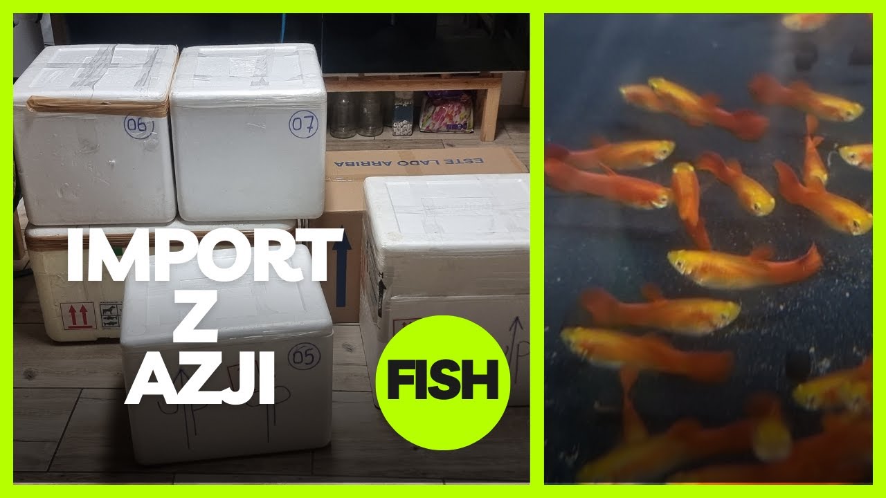 Ryby z Azji import .