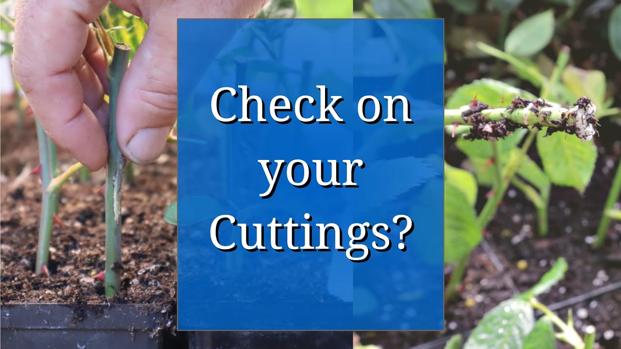 Pull up Cuttings to Check, or Leave Them Undisturbed?