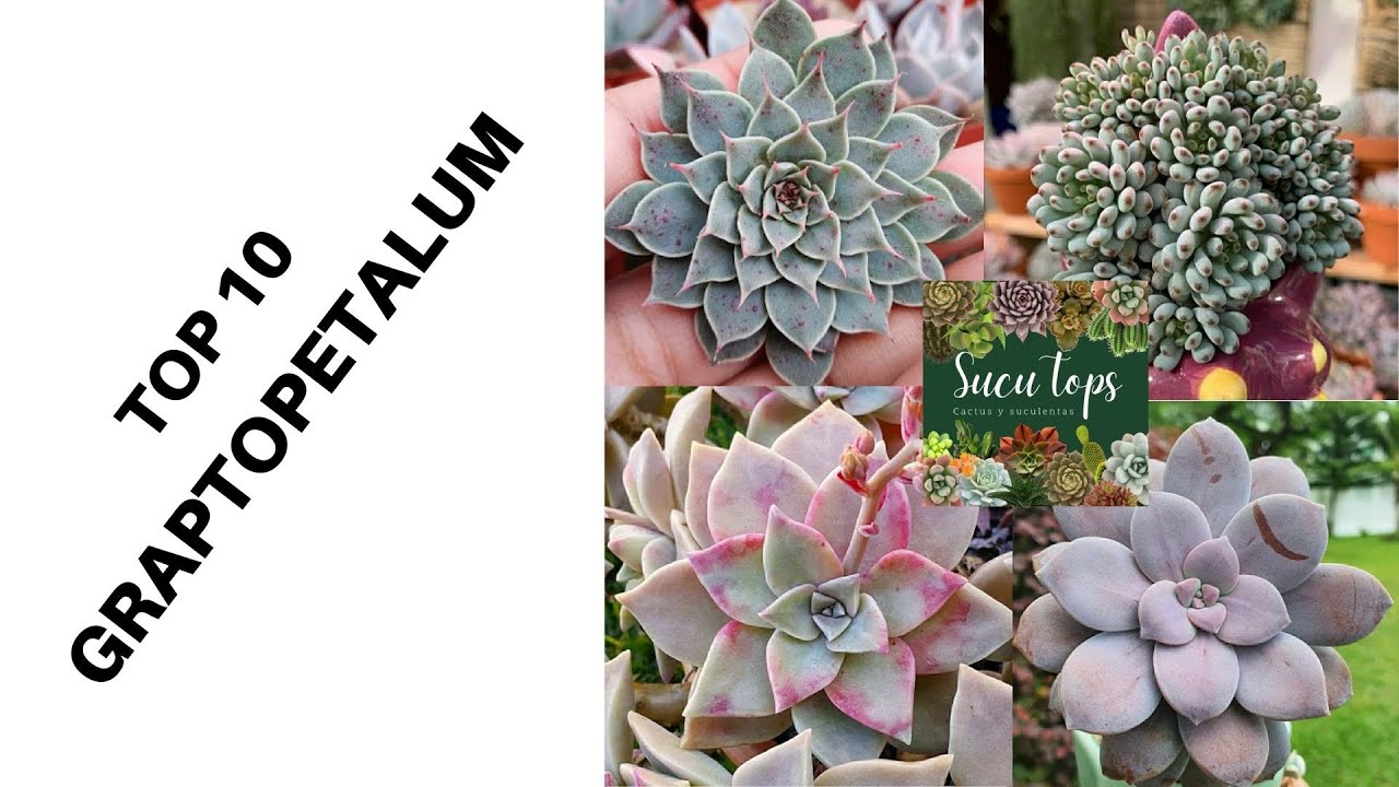 TOP 10 GRAPTOPETALUM