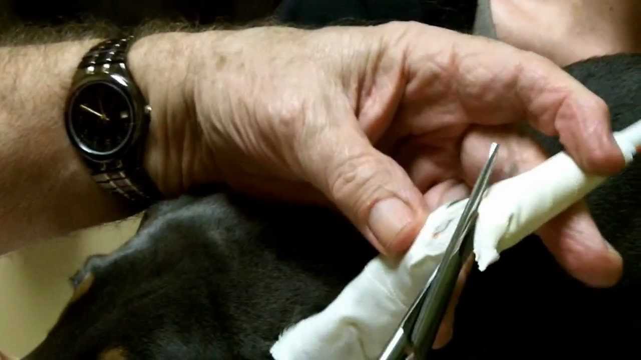 Ear Taping by Dr. Bill - EarsbyDrBill.com