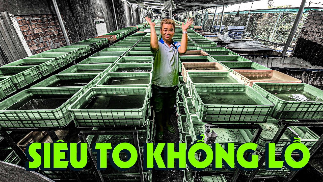 Nguyễn Phát chi hơn 100 triệu đồng mua lại trại cá 7 màu 300m vuông
