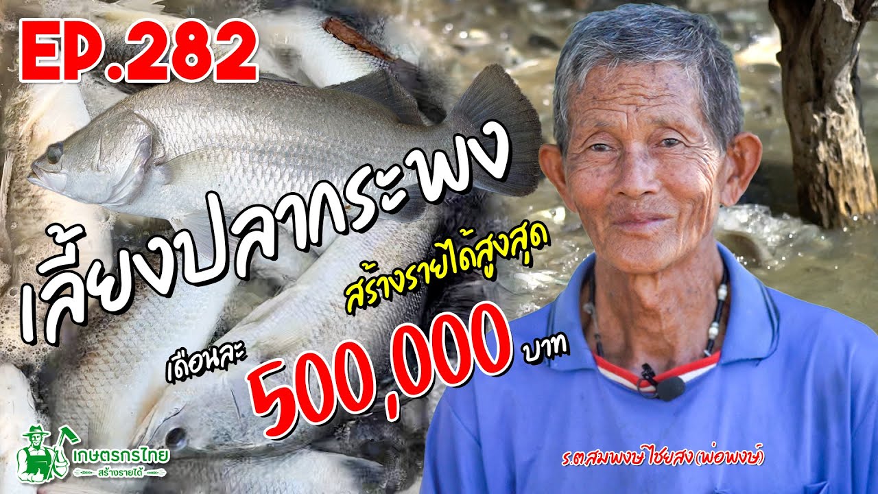 เลี้ยงปลากระพงขาว ในบ่อดินกำไรดี  สร้างรายได้ 500,000 บาท/รอบ l เกษตรกรไทย สร้างรายได้ Ep282