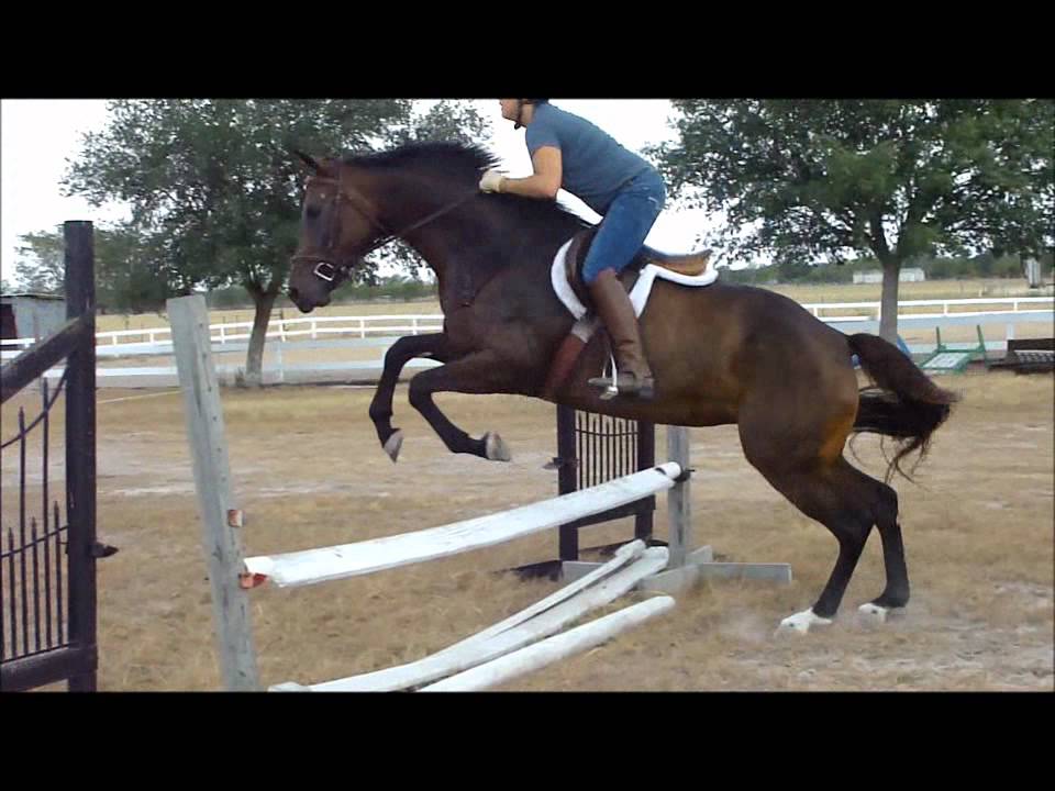 Grace's Movie: Appaloosa/TB cross that jumps and moves like a warmblood