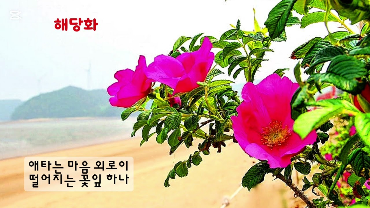 ■장성현가곡교실 [3007] 해당화 ♡김치경 시/박영란 작곡 