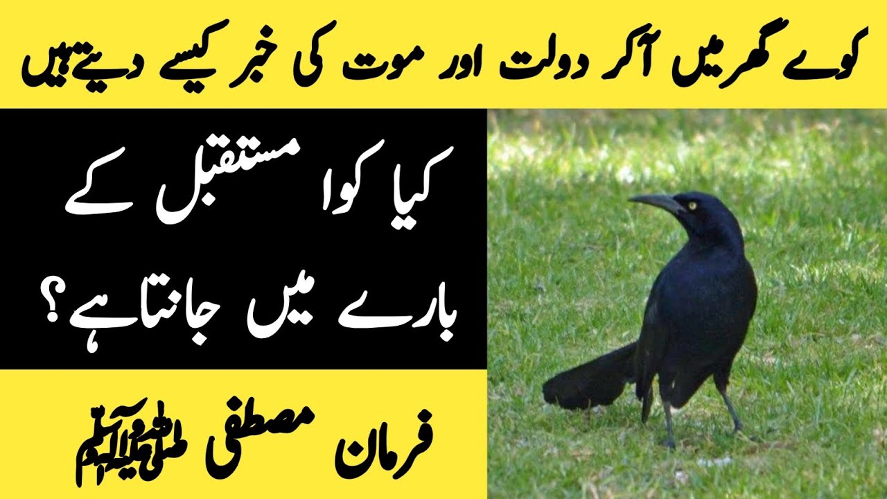 kiya kawa future ke barey me jante hn ayee jante hn is video me #viral #viralvideo
