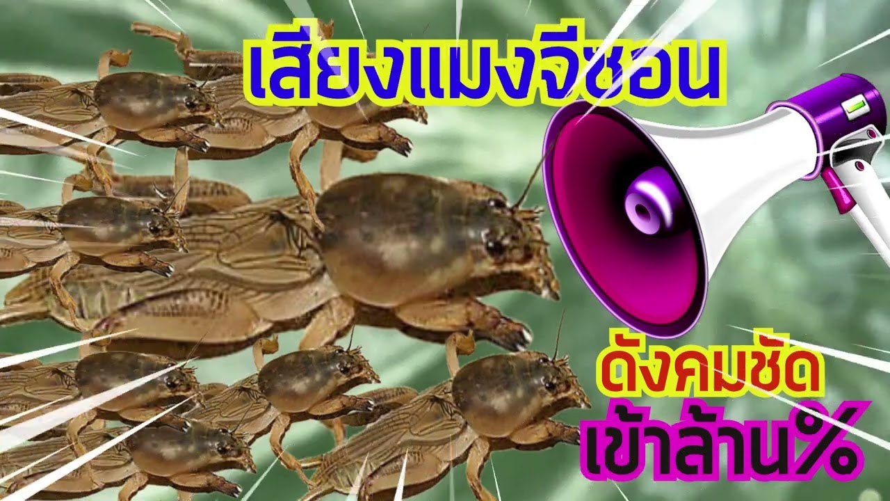 เสียงล่อจีซอน แมงจีซอนได้ผล1000000%เปิดทีไรหมานตลอด