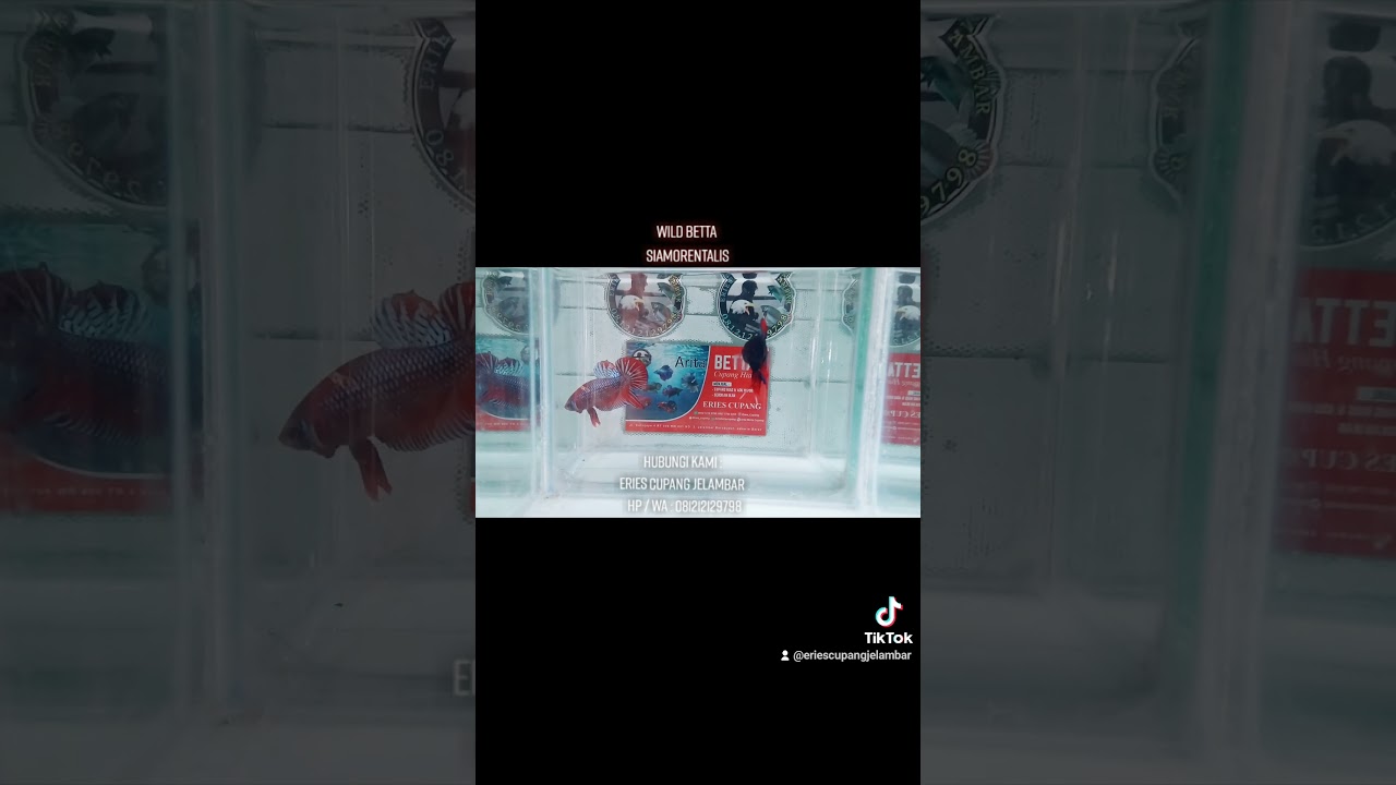 WILD BETTA SIAMORENTALIS