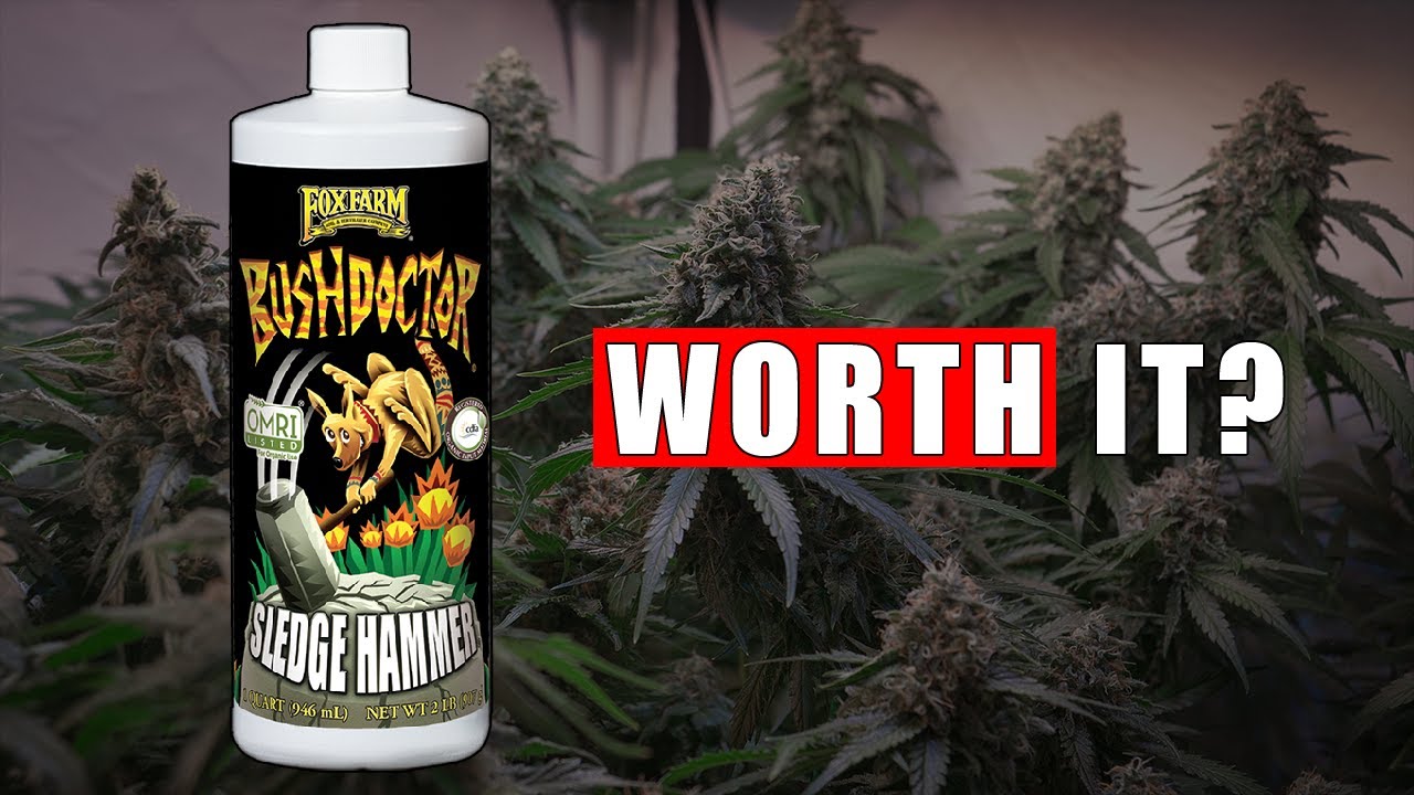 Is Sledgehammer Worth Using in Your Grow?