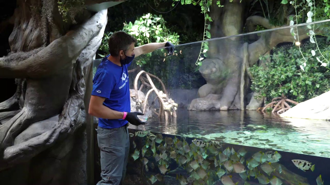 Field Trip Friday: Archerfish Feeding