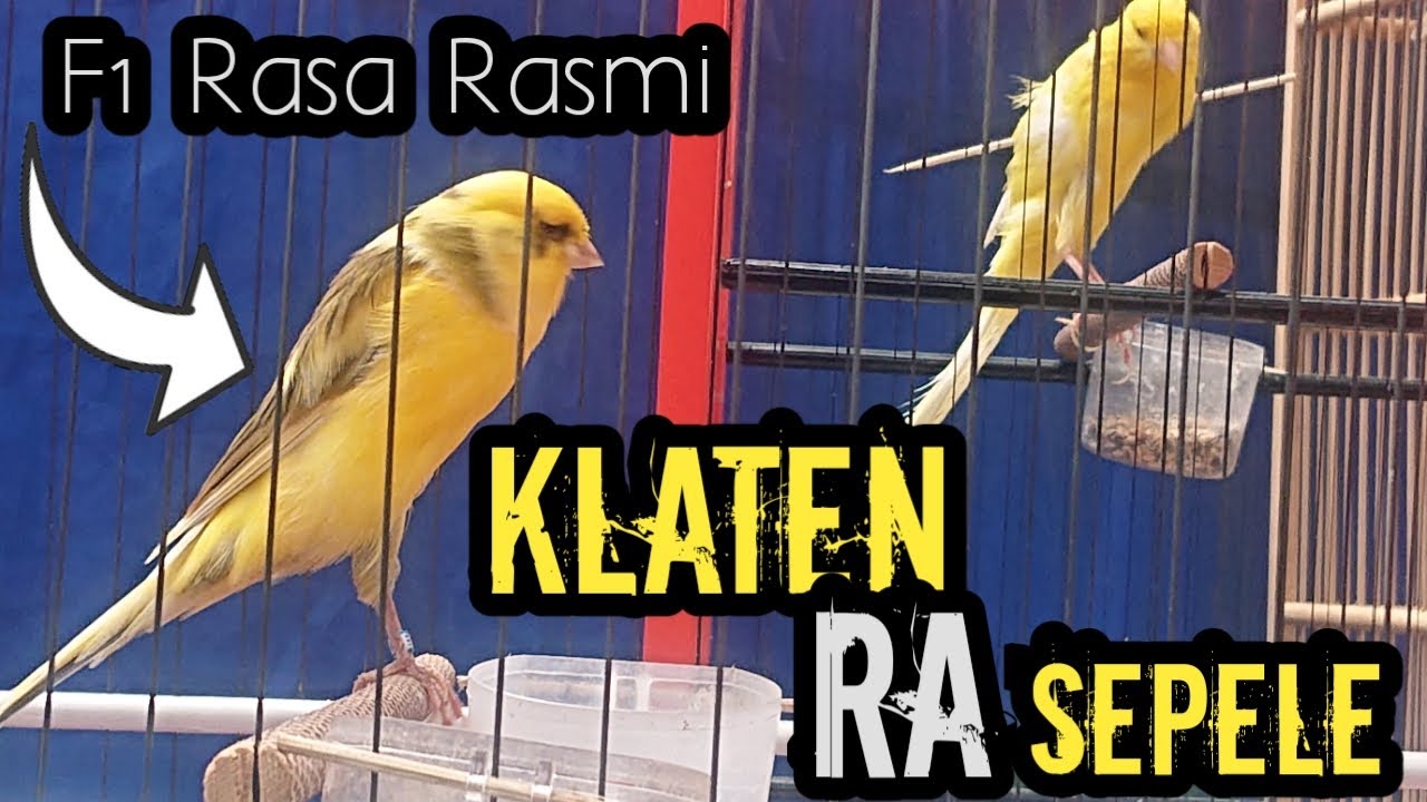 Apa Kabar Harga Kenari Di Pasar Terbesar Klaten Setelah Lebaran Lewat