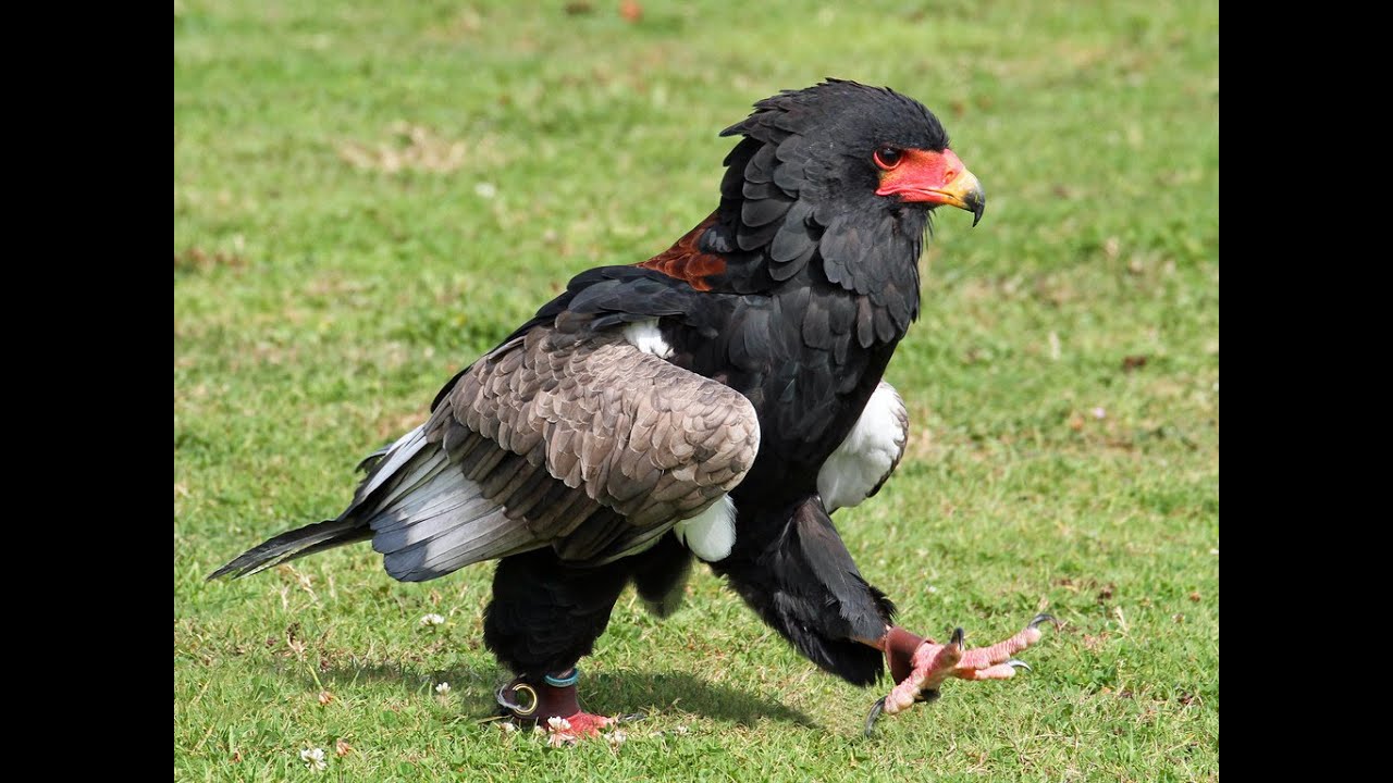 Falconry: The Bateleur Eagle
