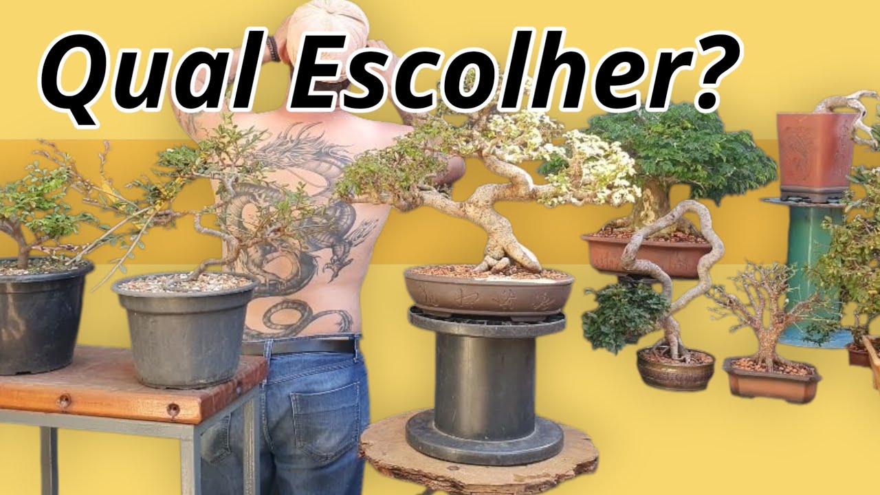 O Que Observar na Hora de Escolher uma Planta para Bonsai