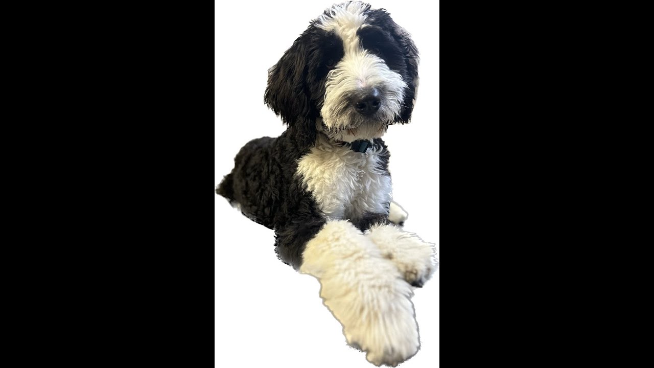 Benny - 6 Month Old Bernedoodle - Dog Training Omaha Nebraska, Off Leash Reliable Dog Training