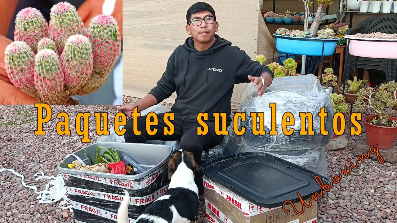 Nuevos paquetes suculentos #unboxing #macetas #suculentas