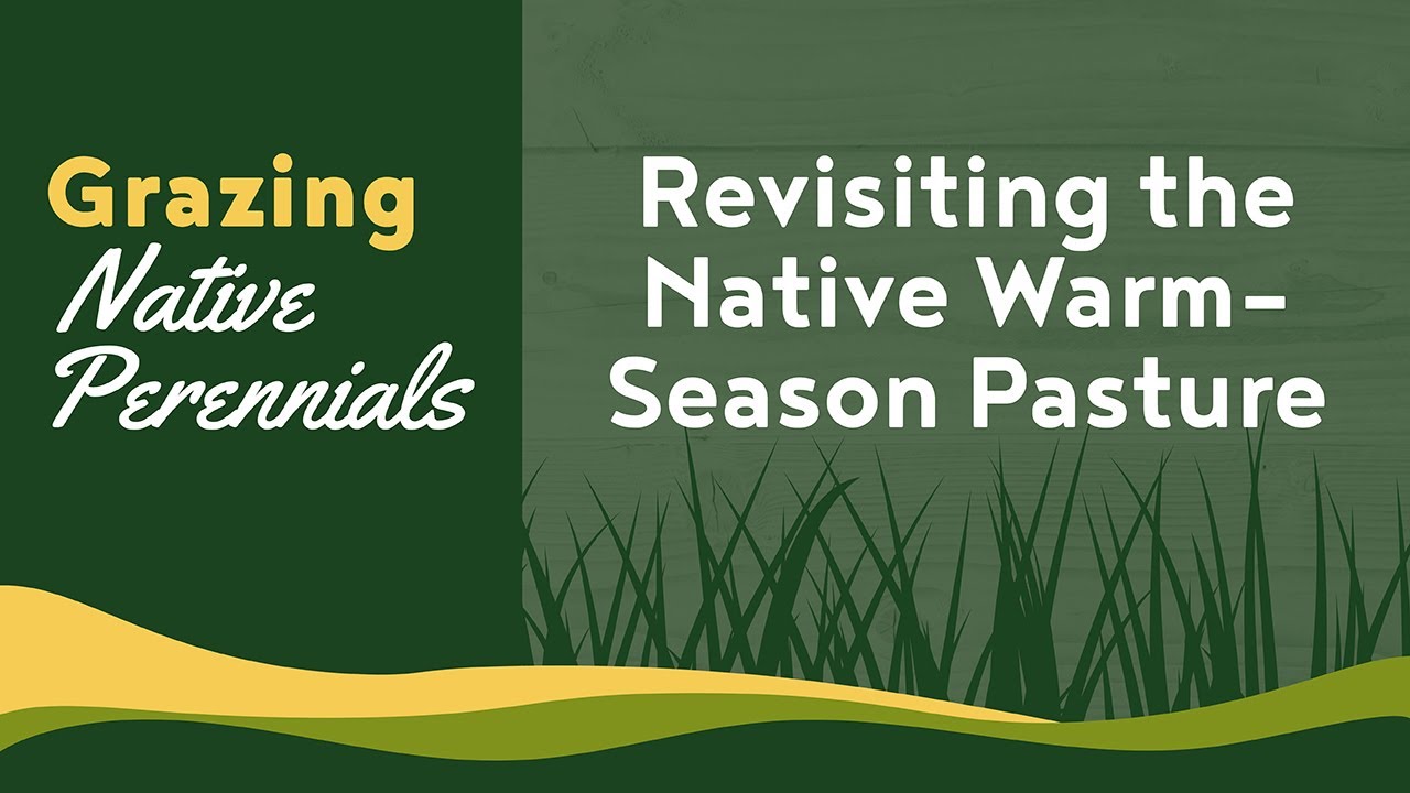 Revisiting the Native Warm-Season Pasture - Grazing Native Perennials